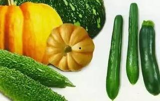 小型吃瓜种类,盘点那些可爱又美味的瓜类小精灵