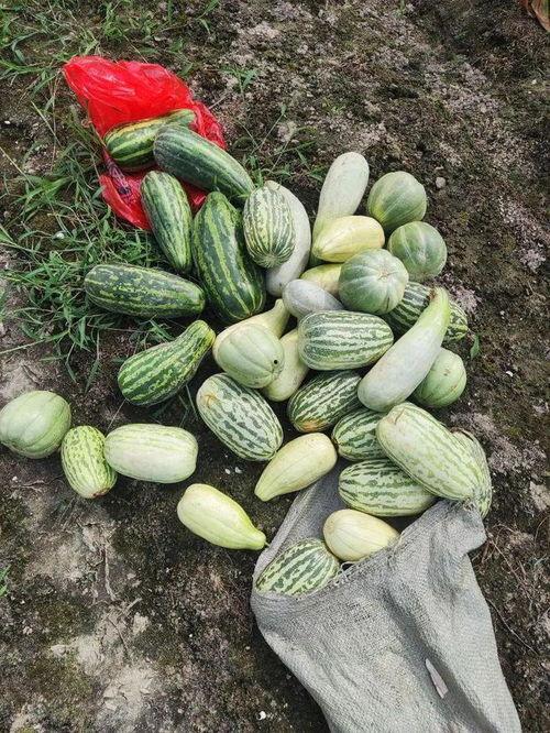 摘瓜吃自己动手,体验劳动与收获的喜悦