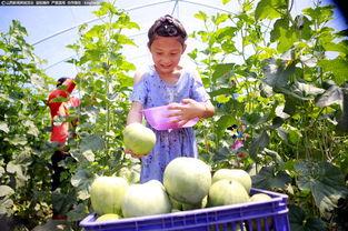 铺上吃瓜视频,铺上吃瓜视频，揭秘娱乐圈幕后故事