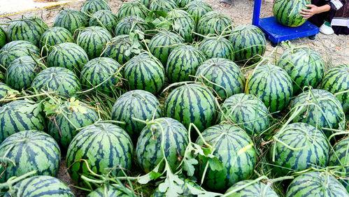 看见世界电台吃瓜,揭秘“看见世界电台吃瓜”背后的故事与真相