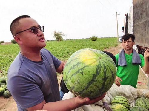 金矿吃瓜,揭秘吃瓜背后的财富密码