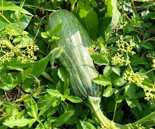 吃瓜吃瓜藤,探寻吃瓜文化的魅力与传承