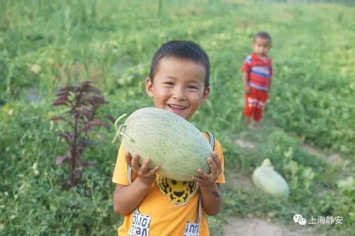 冰淇淋瓜几月吃,冰淇淋瓜的六月盛享指南
