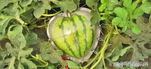 爱上吃瓜,爱上吃瓜的甜蜜生活