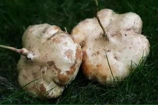 吃土瓜的危害,揭秘健康隐患