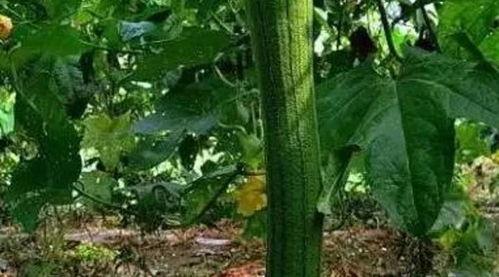 中医医院吃瓜,养生与趣闻的交织