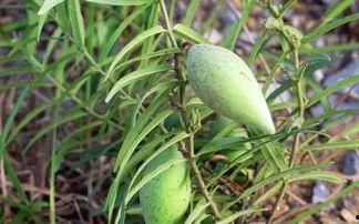 晨曦吃瓜视频资源,揭秘热门视频背后的瓜界风云