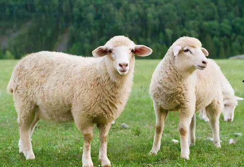 羊尾吃瓜视频,一场萌宠与夏日的欢乐邂逅