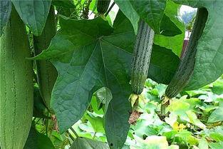 水瓜为什么挡着吃,探寻健康饮食的奥秘