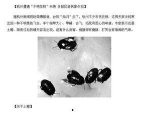 吃瓜的黑色虫子,黑色虫子“吃瓜”之谜