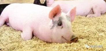 养猪吃瓜直播,趣味农业新风尚